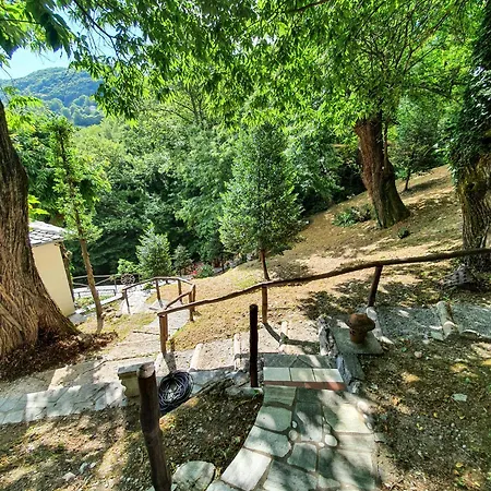 The Mushroom Anilio Pelion